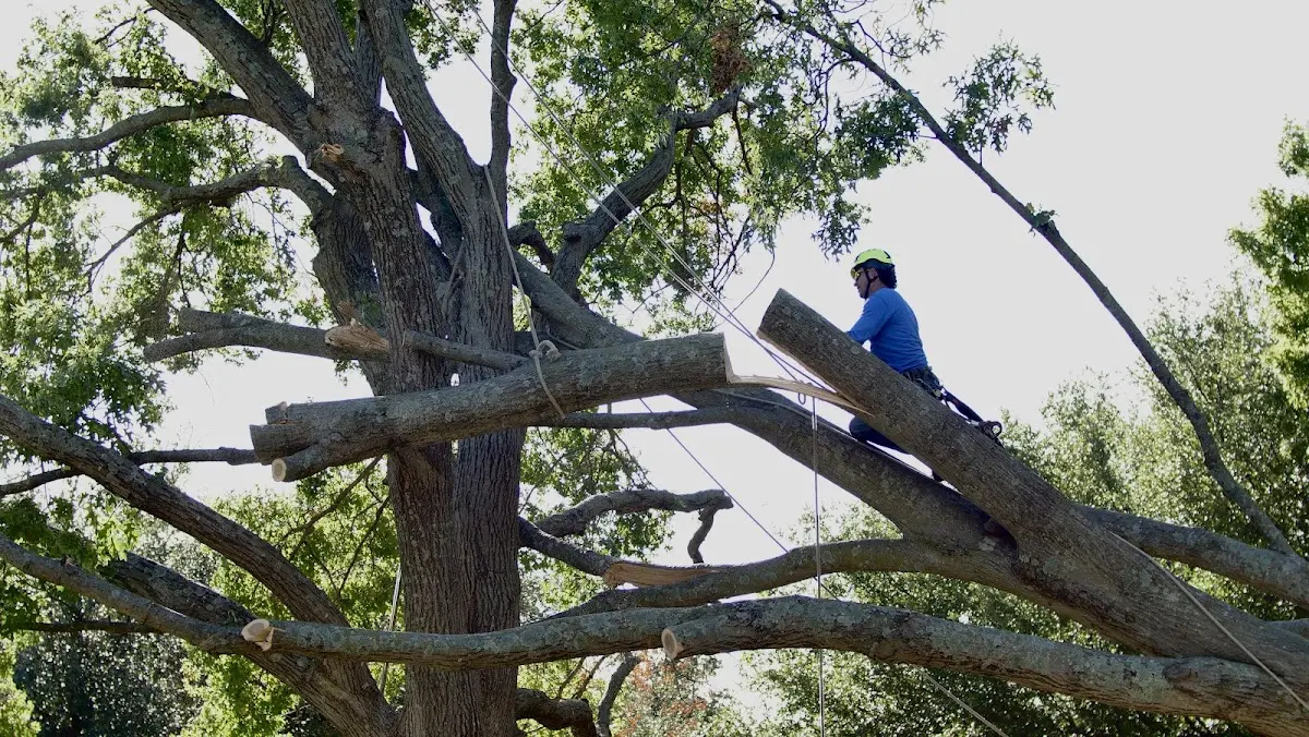 Professional Crown Thinning performed by certified arborists in Mc Kittrick